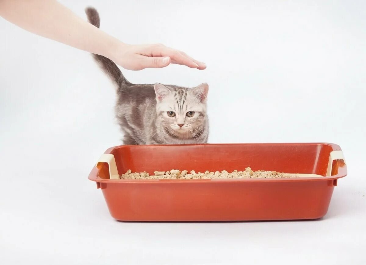 Как приучить котенка к туалету в лоток. Лоток для кошек. кот в лотке. котята ходят в лоток. наполнитель для кошек.