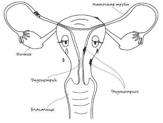 Где матка и яичники. Мочевой пузырь и матка расположение. Расположение яичников и мочевого пузыря у женщин. Матка и яичники расположение и мочевого пузыря.