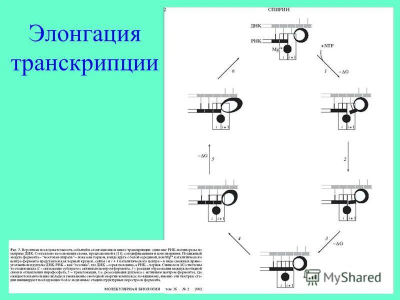 Элонгация транскрипции