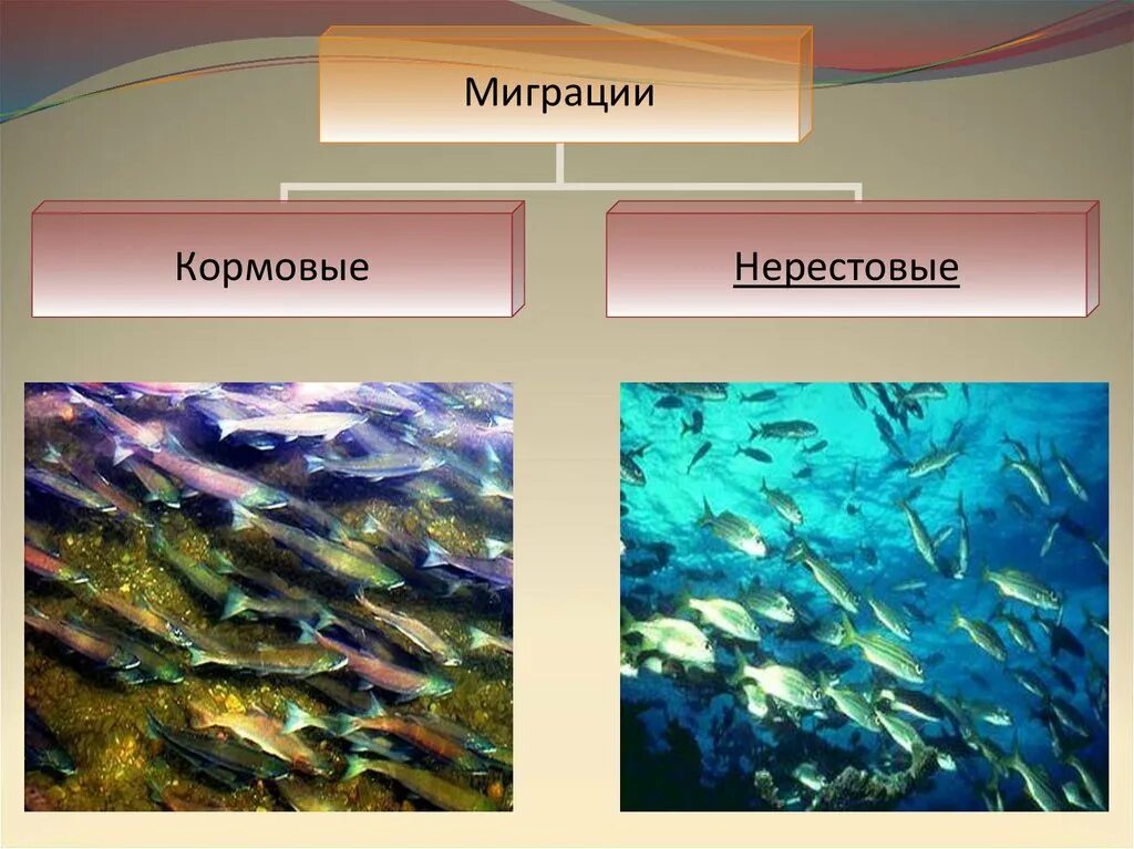 Рыбы совершающие миграции. Что такое миграция биология 7 класс рыбы. кормовые миграции. кормовые миграции рыб. миграция рыб презентация.