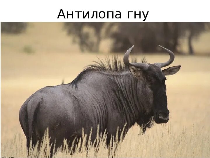 Антилопа гну живет. Антилопа гну. африканская антилопа гну. животные саванны антилопа гну. голубая антилопа гну.