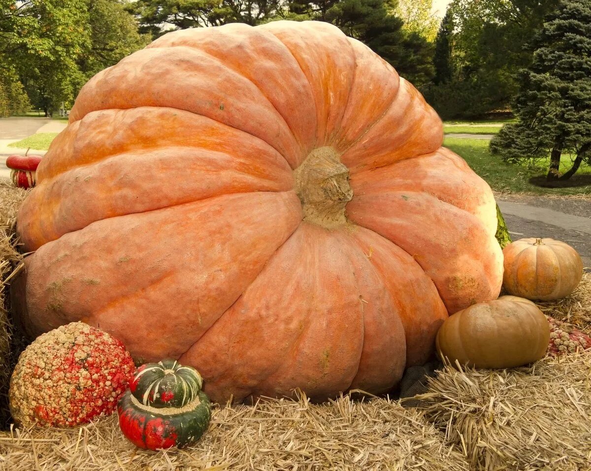 Тыква нельсон f1. Тыква нельсон f1. Тыква на белом фоне. Тыква оранжевая круглая. Тыква.