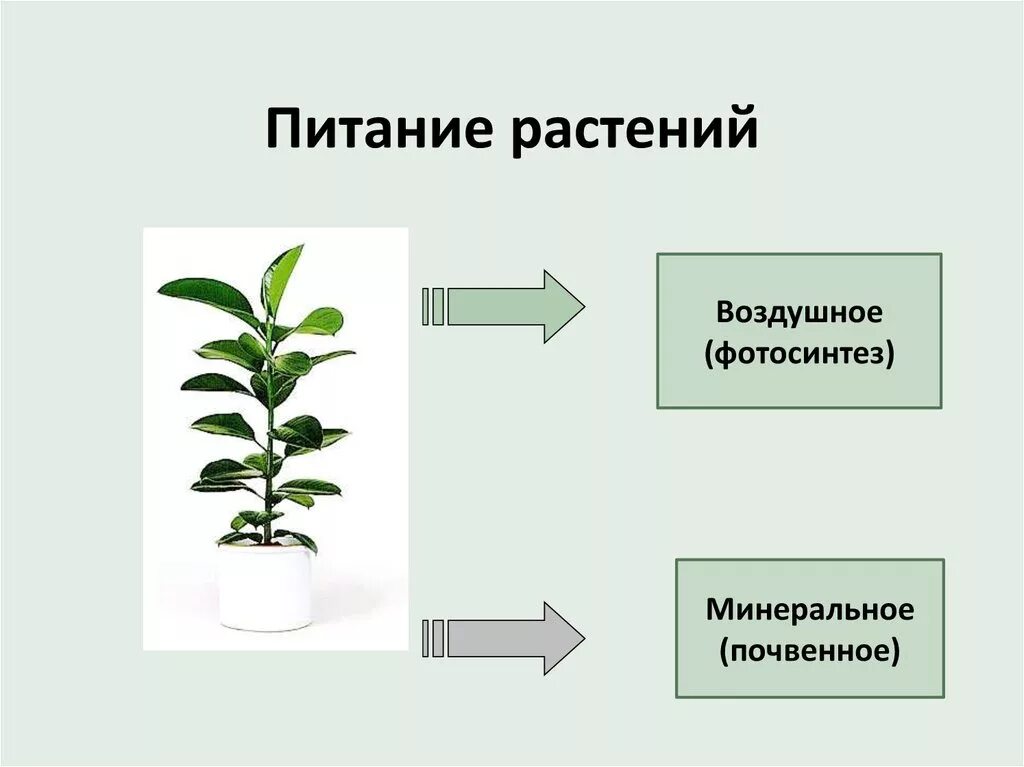 Питание и передвижение растений