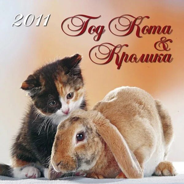 Родились в год кота. Год кота и кролика. Год кота и кролика 2011. Год котика и кролика. Год кролика кота 2011 года.