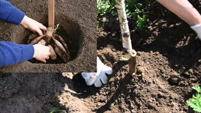 В каком месяце высаживают георгины. Во что садить георгины. посадка георгин. георгины высадка в грунт. посадка георгины весной в открытый грунт.