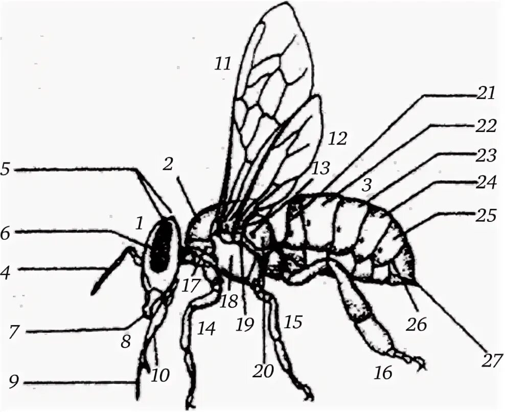 Отделы тела пчелы медоносной. Внешнее строение пчелы. Строение пчелы 7 класс по биологии. Пчела строение тела. Анатомическое строение пчелы.