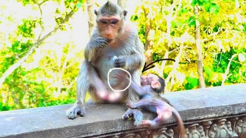 Baby monkey wildlife