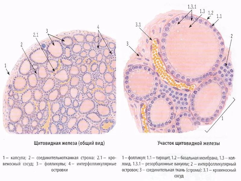 Щитовидная железа микропрепарат гистология. Щитовидная железа гистология препарат рисунок. Срез щитовидной железы гистология. Щитовидная железа гистология препарат. Фолликул тироцита