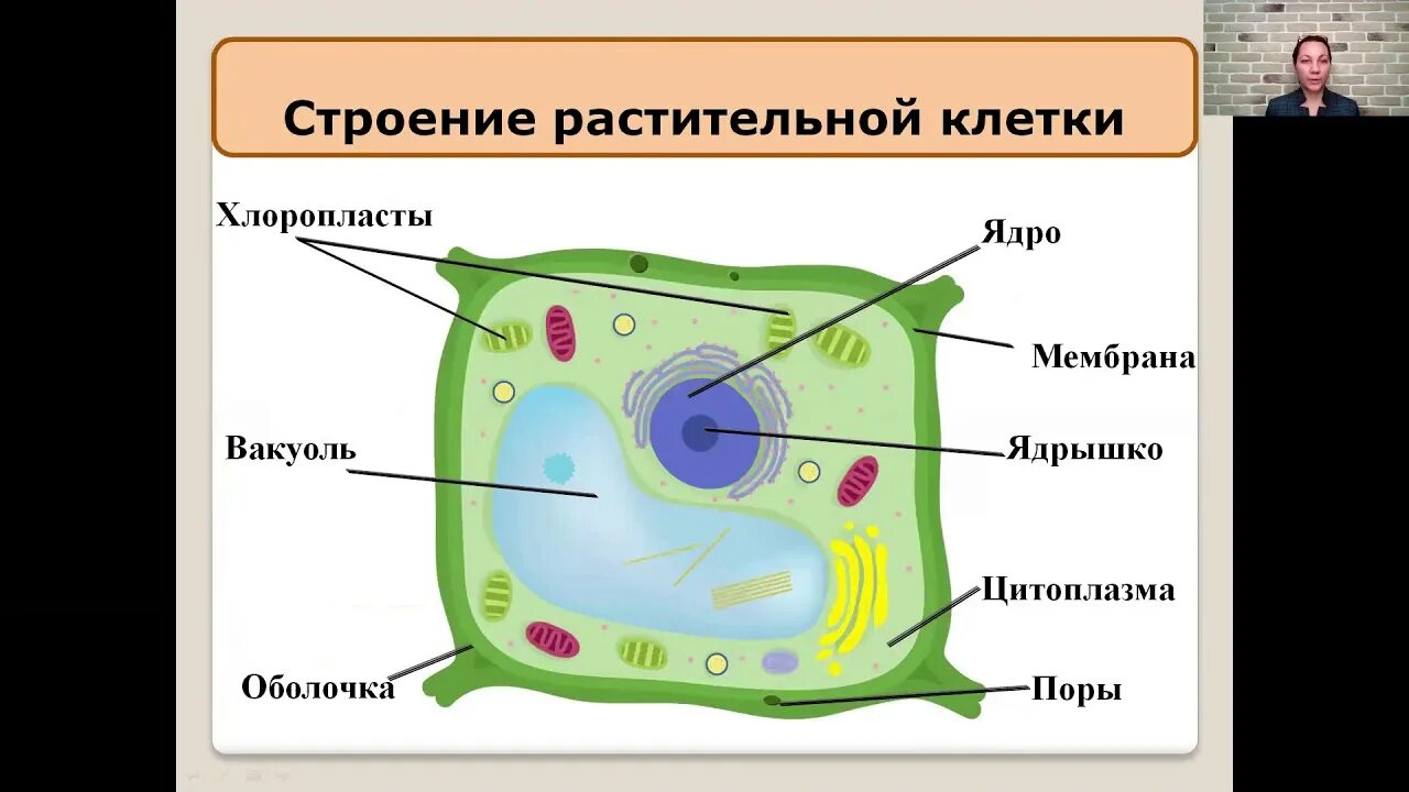 Клетка 5. Состав клетки биология. Химическое строение и строение клетки. Химическое строение клетки биология 5 класс. Состав клетки биология 5 класс.