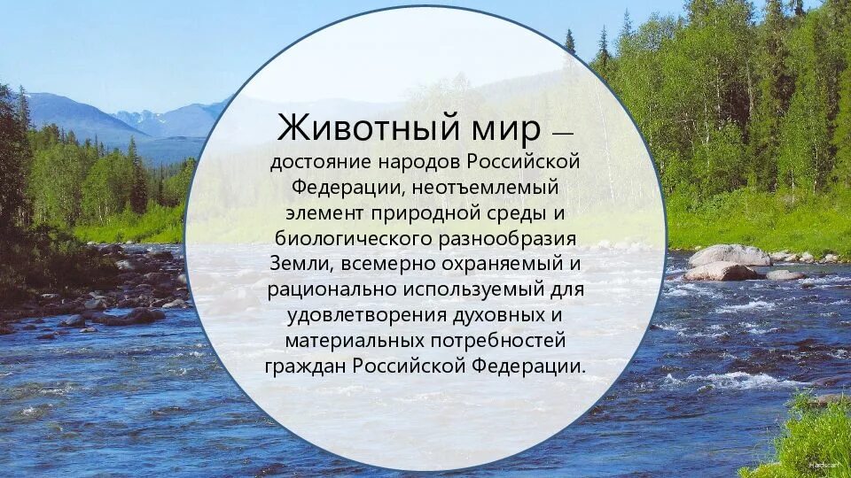 Закон об охране животных. Законы россии об охране животных.