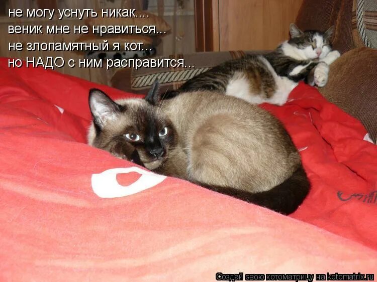 Я люблю спать. Спящий кот Котоматрица. Ночь спим я и кот. У котика болит голова.