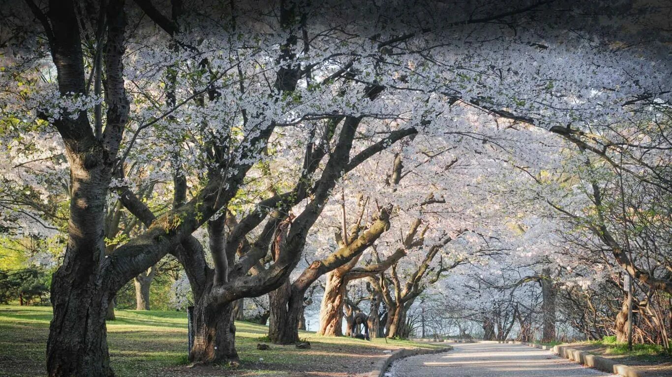 There are many trees in the park. There are many trees in the park