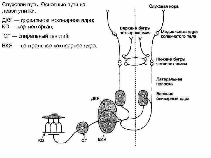 Проводящий путь органа слуха. Схема слухового и вестибулярного анализатора. Проводящий путь вестибулярного анализатора схема. Проводящие пути вестибулярного анализатора схема. Слуховой проводящий путь схема.