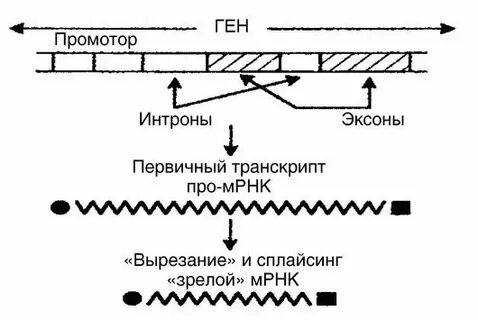Процессинг первичного транскрипта