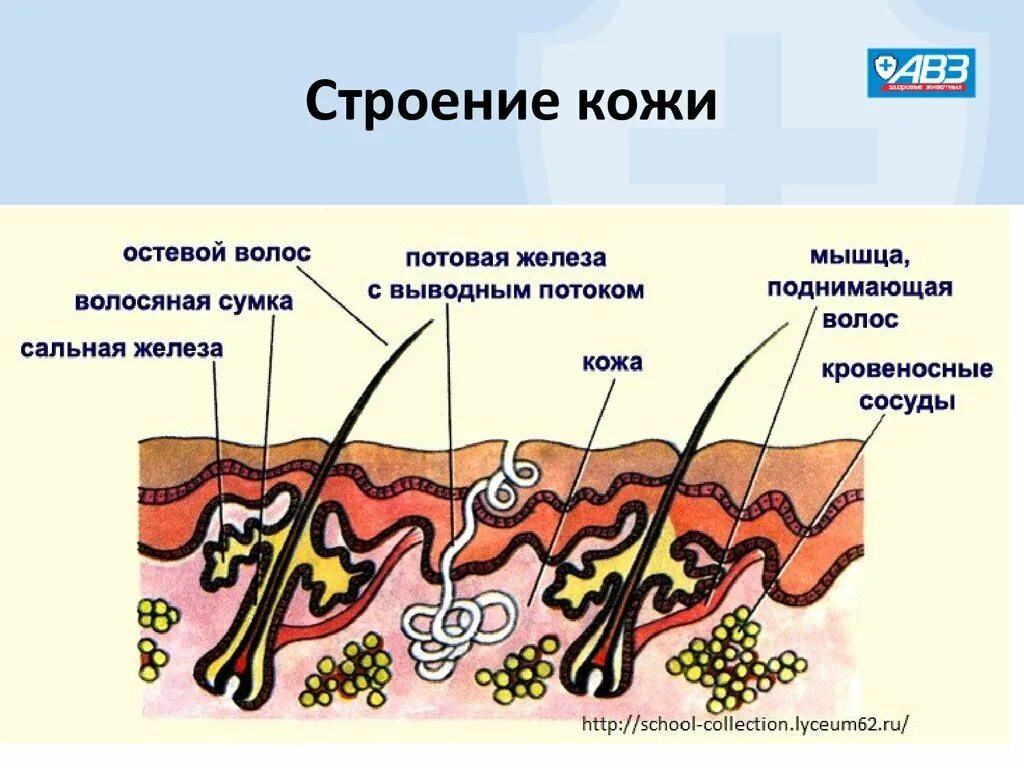 Строение волосяного Покрова у млекопитающих. Строение кожи (волосяного Покрова) млекопит. Строение кожи млекопитающих 7 класс биология. Схема строения кожи млекопитающих. Однороден ли волосяной покров на теле млекопитающего