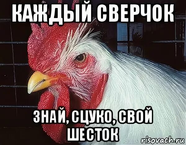 Знай свой шесток