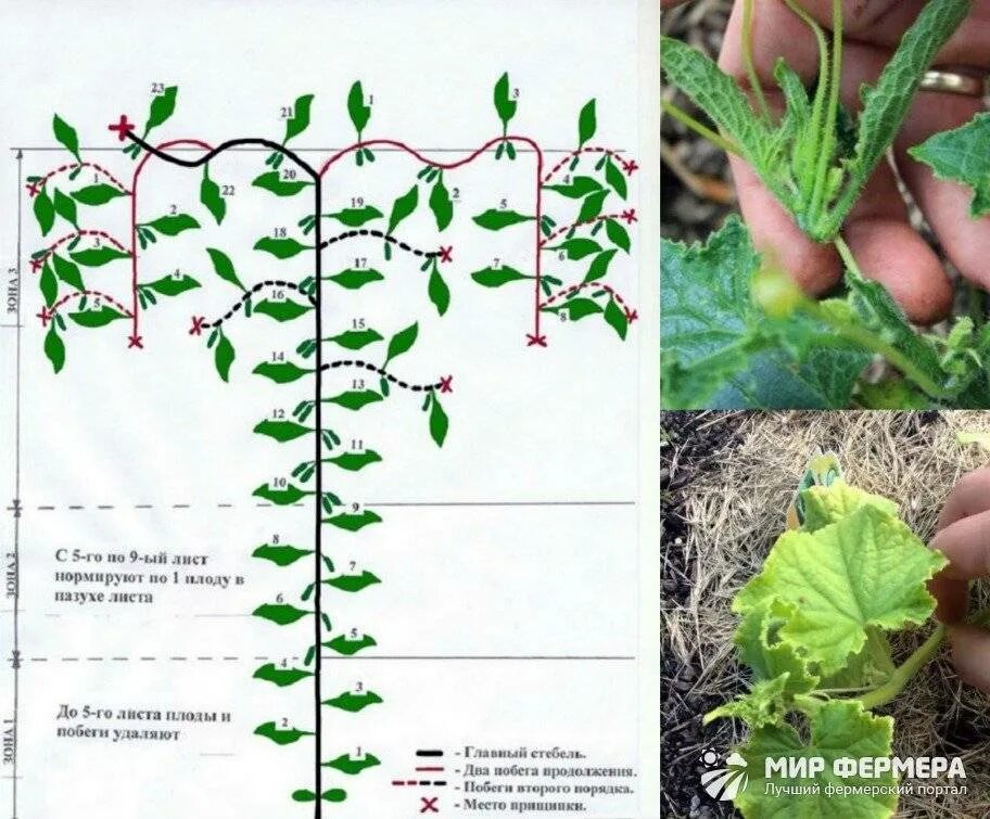 Прищипывать ли. Схема пасынкования огурцов. Пасынковать огурцы в теплице пошагово. Прищипывать огурцы схема.