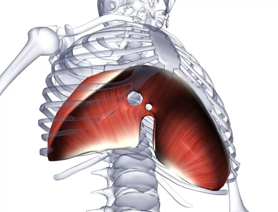 Орган отделяющий грудную полость от брюшной. Диафрагма человека. Грудобрюшная диафрагма. Грудная диафрагма. Купол диафрагмы.