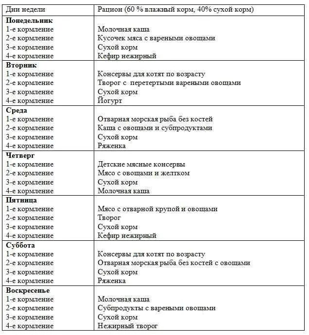 Что можно давать котятам в месяц. Рацион кормления 1,5 месячного котенка. Рацион питания котенку 1.5 месяца британец. Меню для котенка 1.5 месяца на неделю рецепты. Как кормить 1 месячного котенка.