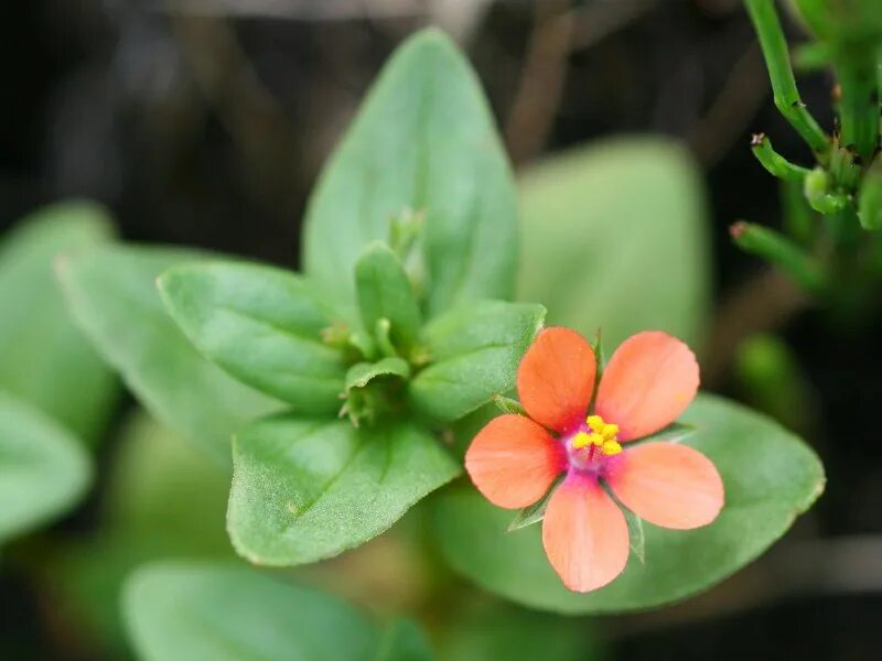 Очный цвет пашенный. Anagallis arvensis. Очный цветок. Анагаллис очный. Очный цветок.