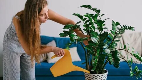 Take care of plants