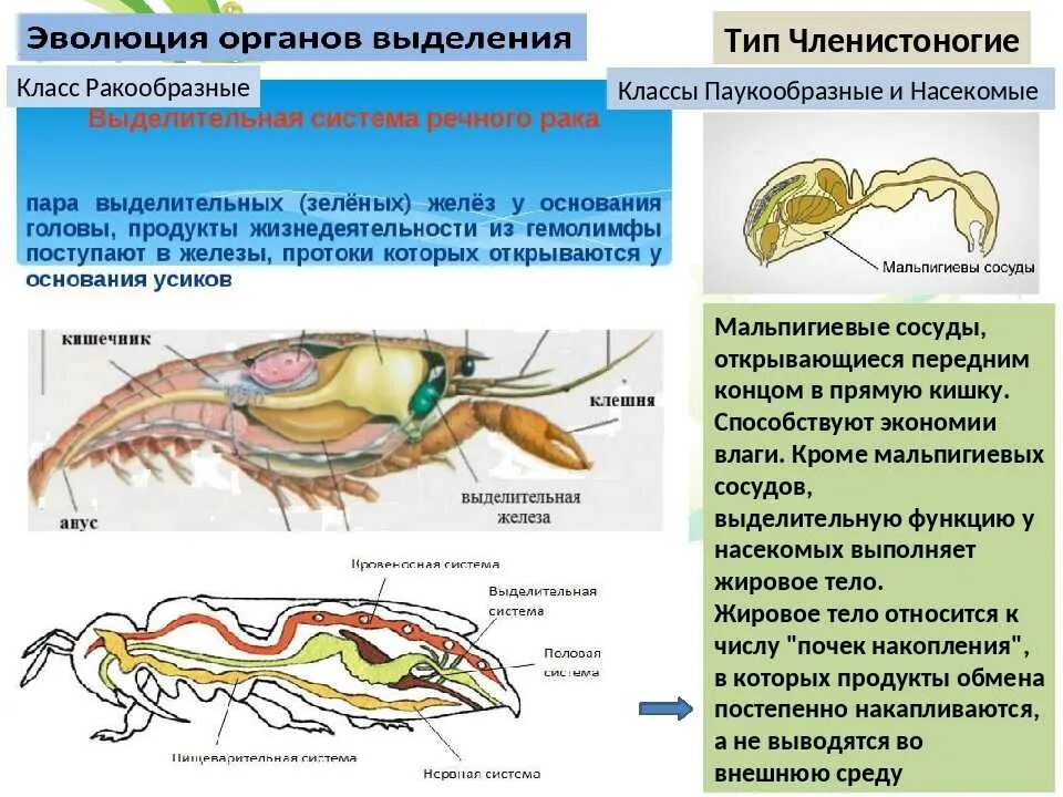 Речной рак дышит трахеями. Выделительная система членистоногих 7 класс. Выделительная система ракообразных схема. Выделительная система членистоногих схема. Членистоногие выделителнаясистема.