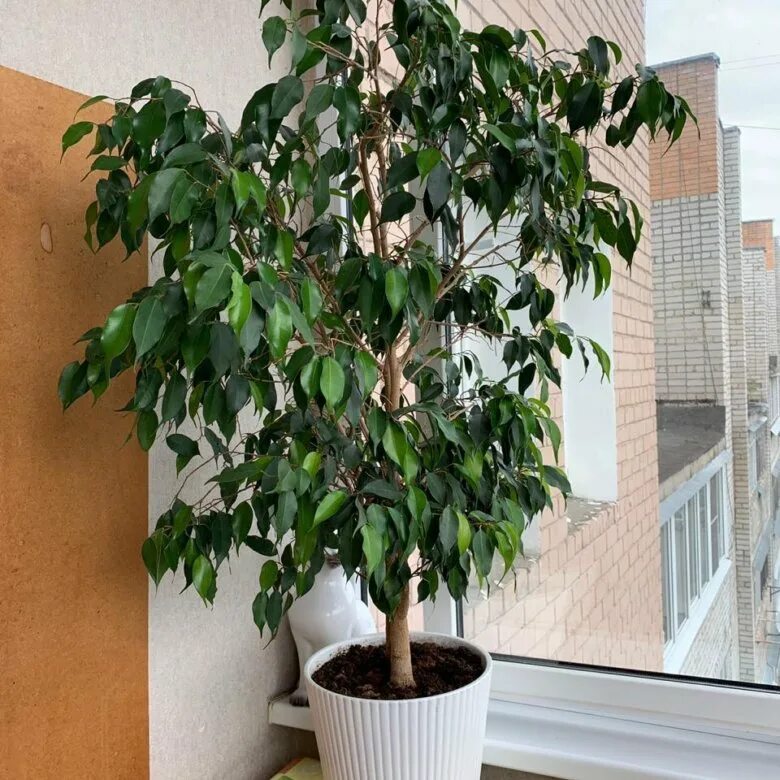 Микрокарпа гинсенг. Цветок фикус бенджамина наташа. Фикус бенджамина штамбовый. Фикус бенджамина кинки в джуте. Фикус минск.