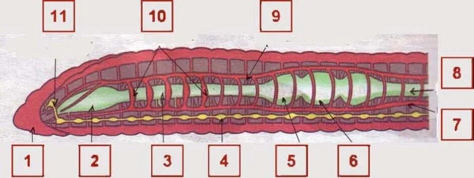Строение дождевого червя без подписей. Кольчатые черви строение. Строение кольчатого червя. Схема строения дождевого червя. Рисунок строения червя
