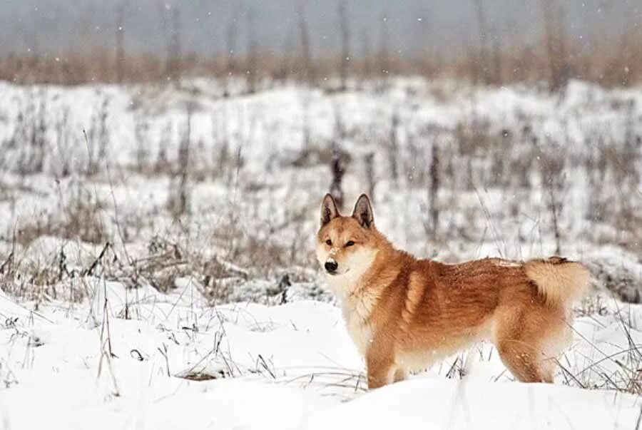западно сибирская лайка рыжая