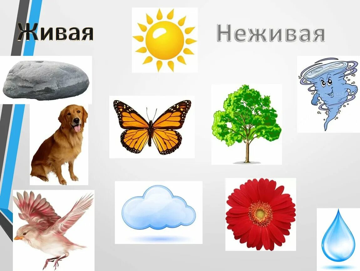 Приведи пример живое и неживое. Живая и неживая природа в старшей группе. Живое неживое для дошкольников. Живая и не мивая природа. Предметы живой и неживой природы для дошкольников.