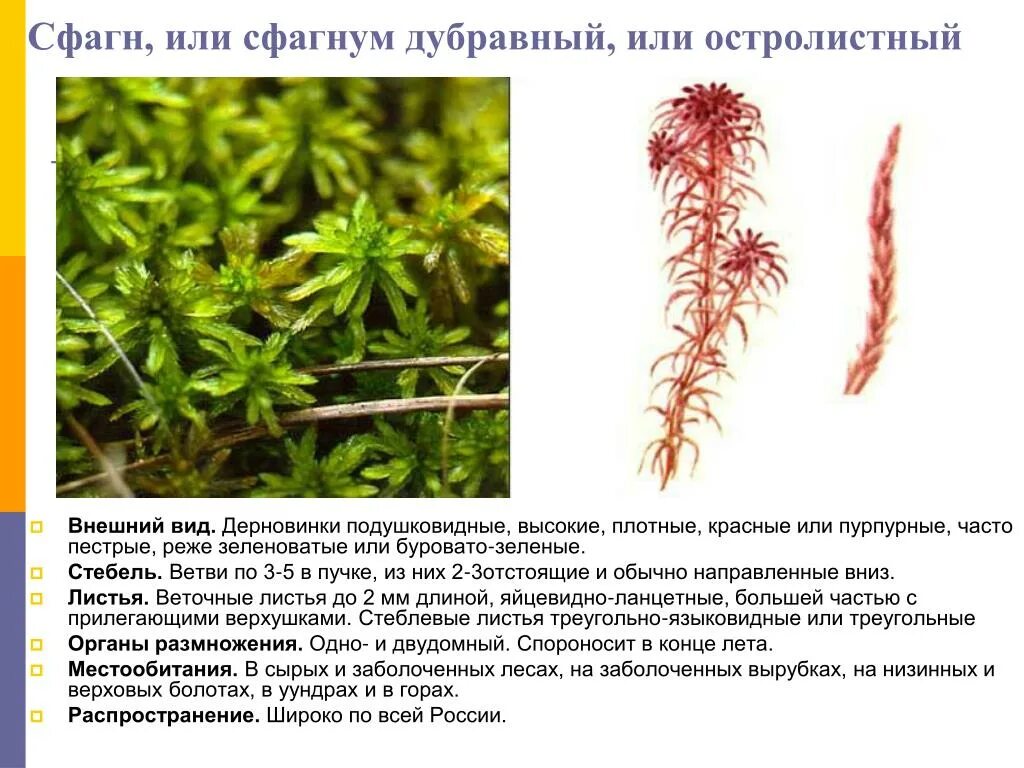 Сфагнум латынь. Сфагнум дубравный. сфагнум остролистный. мох сфагнум. мох сфагнум бурый.