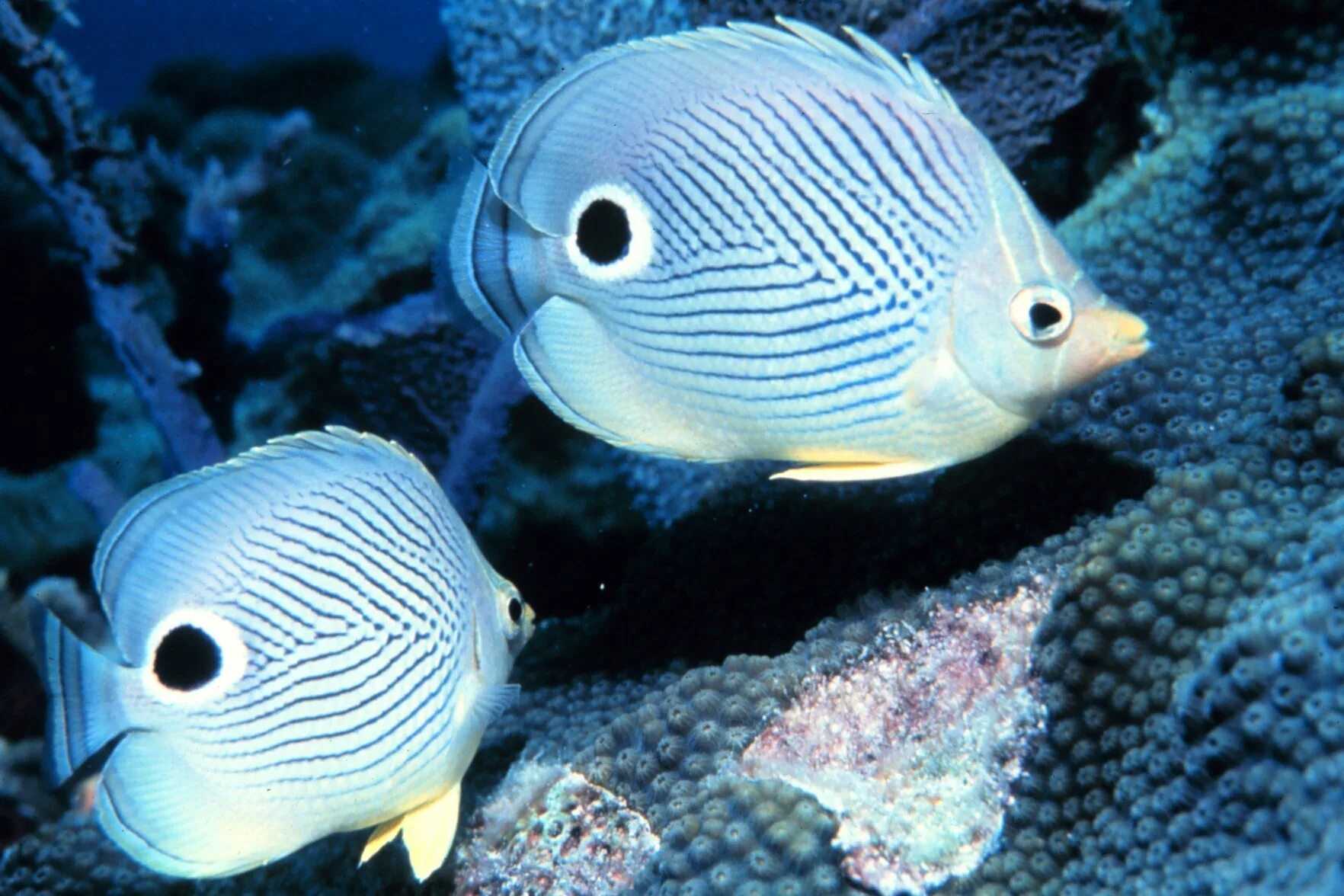 Рыбы фото с названиями. Chaetodon capistratus. Четырёхглазая рыба бабочка. Щетинозуб четырехглазый. Щетинозуб рыба.