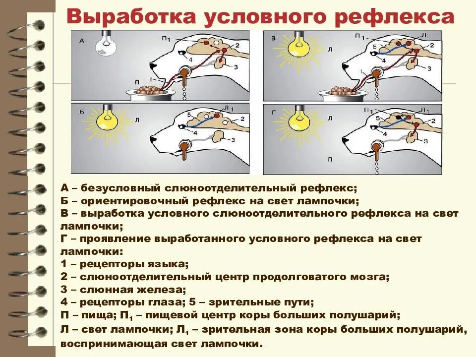 Порядок условных рефлексов. Механизм выработки условного рефлекса. Механизм условного рефлекса Павлова. Механизм формирования условных рефлексов Павлов. Механизм образования условного и безусловного рефлекса.