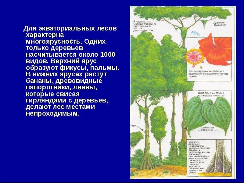 Высота яруса деревьев