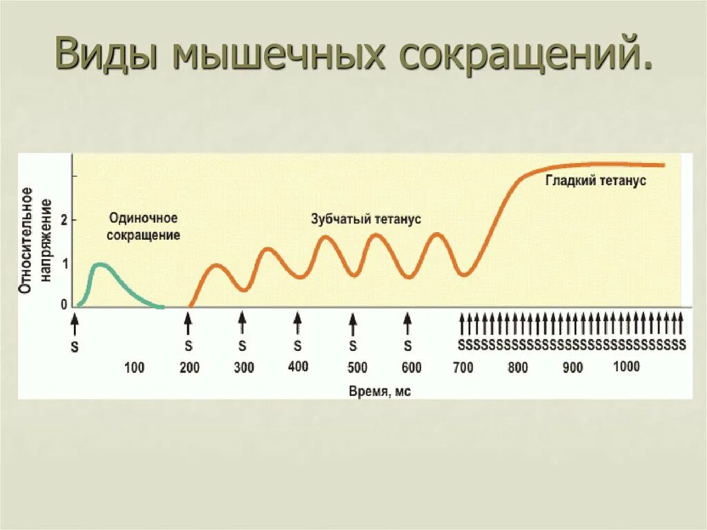 149.200 частота. Частота сокращения мышц. Тоническое и тетаническое сокращение мышц. Одиночное и тетаническое мышечное сокращение. Титанические сокращение мышц.