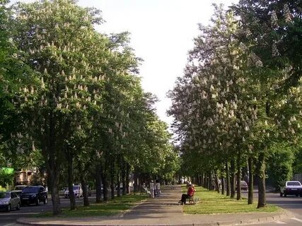 Город каштанов