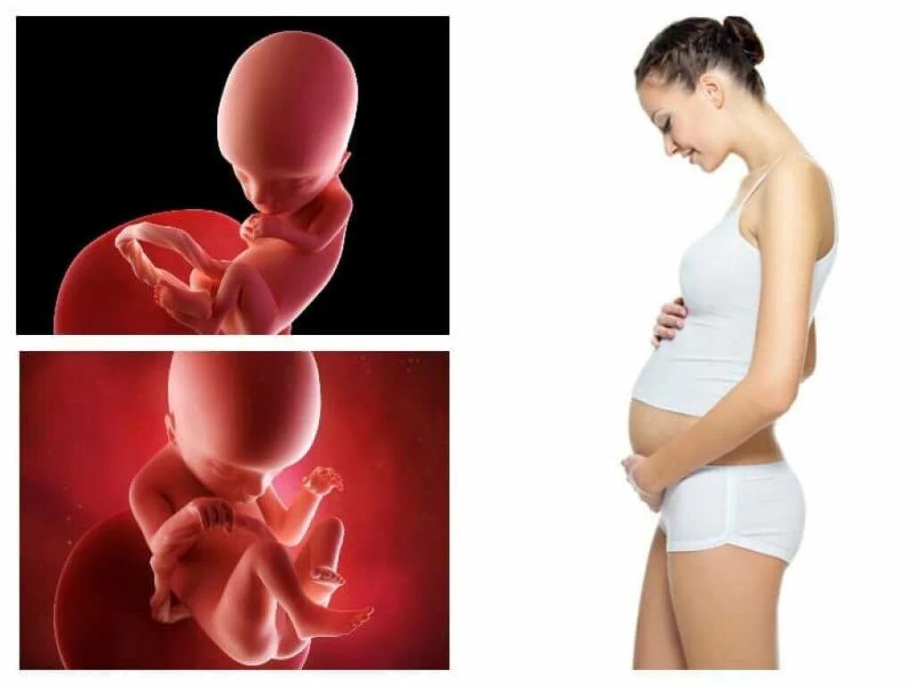 Ребенок в животе на 17 неделе беременности. 17 Недель беременности фото живота и плода. Плод ребенка на 17 неделе беременности. Малыш на 17 неделе беременности в животе.