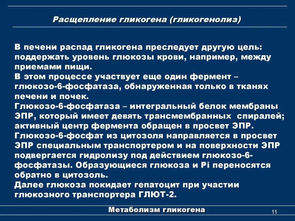 Гликоген образуется в печени. Расщепление гликогена в печени. Расщиплени егликогена. Распад гликогена локализация. Локализация гликогенолиза.