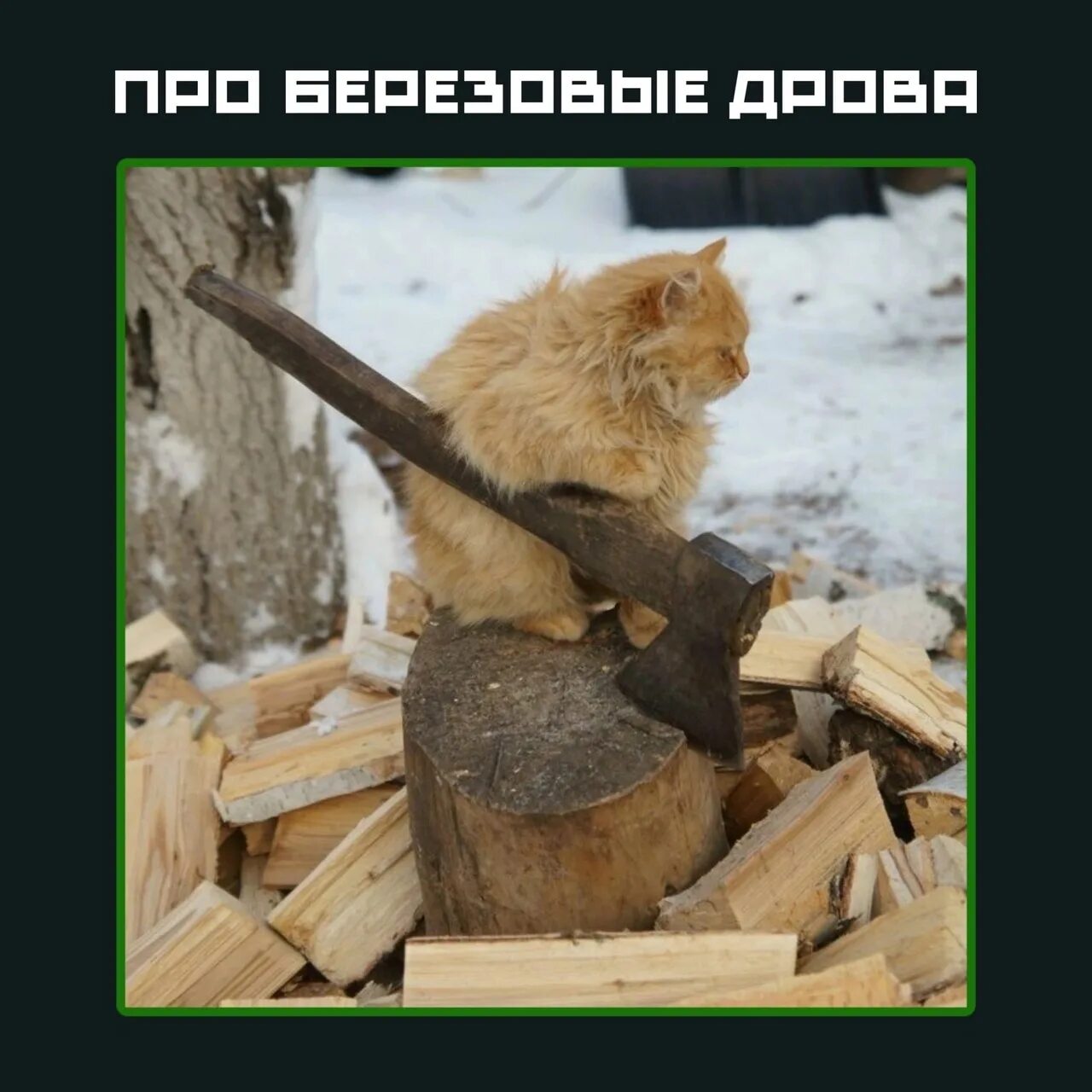 Видимо устал. Дрова приколы. Дрова прикольные картинки. Кот на дровах. Кот на картинке с дровами.