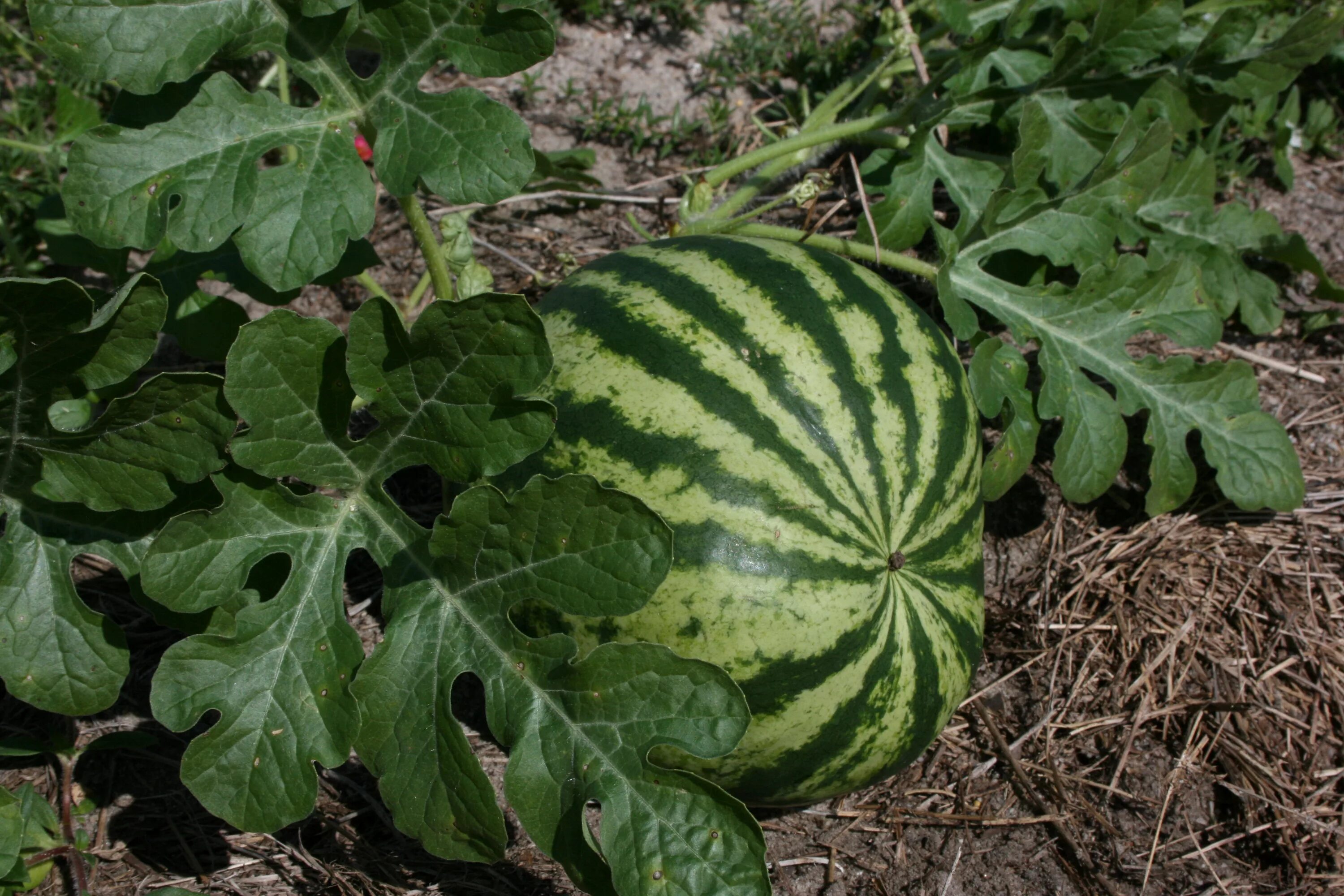 Арбуз Синсемия f1. Арбуз обыкновенный шерстистый. Citrullus lanatus. Листья арбуза. Стебель арбуза