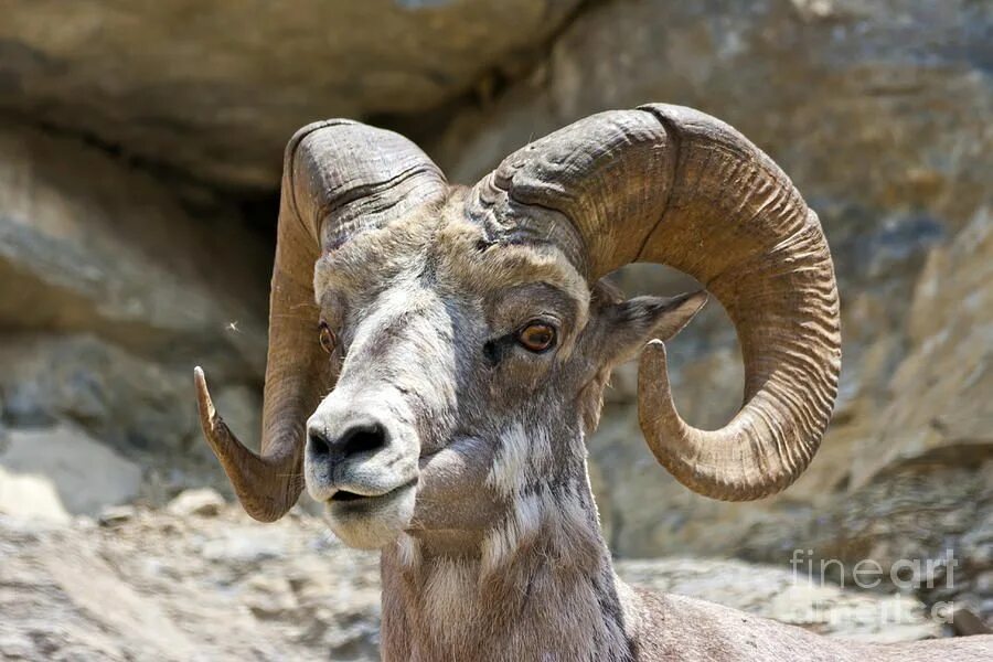 Rams horn. Sheep horns. horns. рам с рогом.
