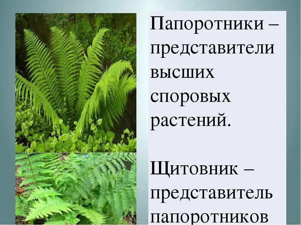 Представители папоротников 6 класс. Представители папоротников 5 класс биология. Современные папоротники. Папоротниковидные предс. Примеры папоротниковых растений