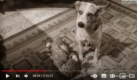 Пес шарик собачье сердце