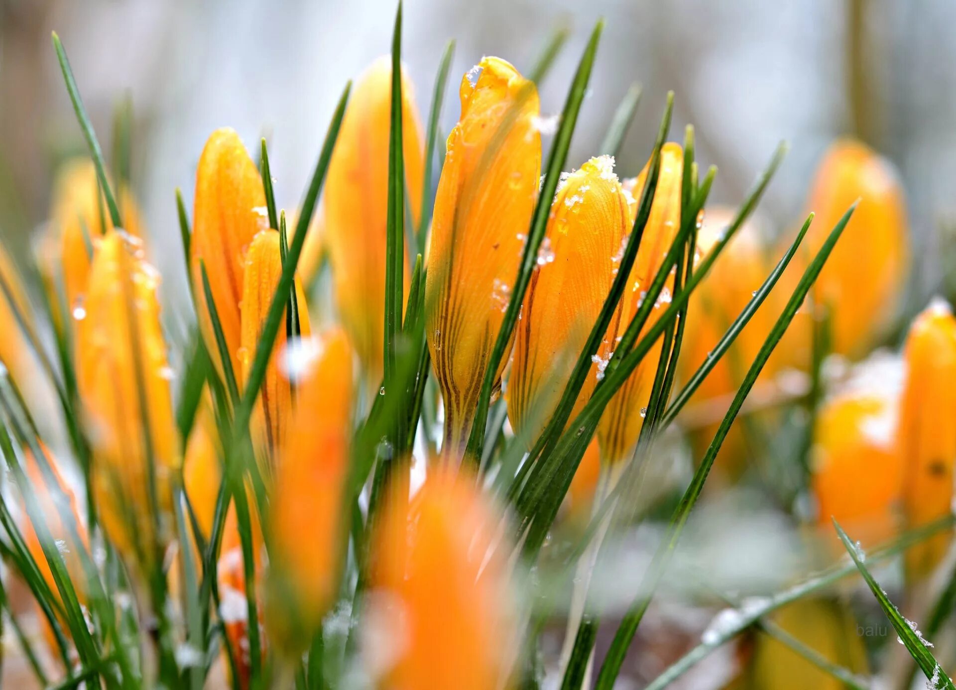 Ранний рабочий. Крокус желтый. Крокусы цветы оранжевые. Весна цветы. Ранняя Весна.