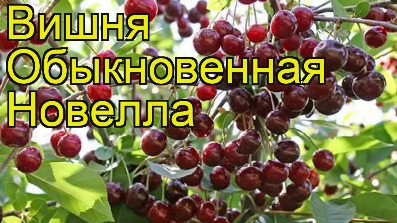 Вишня гриот Россошанский. Сорт вишни новелла. Вишня обыкновенная новелла. Новелла сорт. Новелла сорта