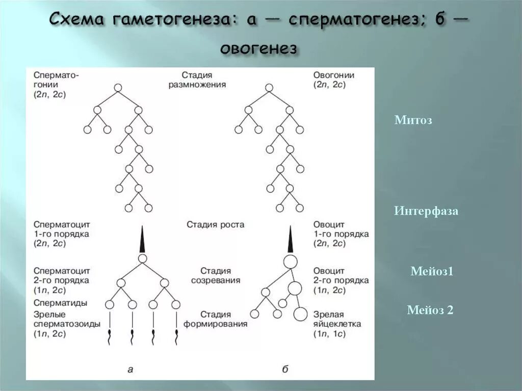 Фазы гаметогенеза схема 11 класс. Схема гаметогенеза 9 класс. Гаметогенез схема. Схема сперматогенеза. Основа гаметогенеза