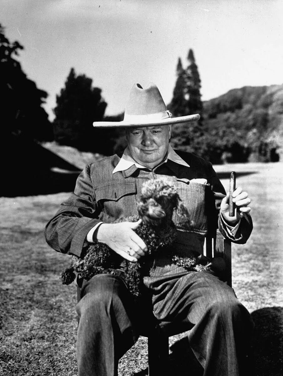 Пудель черчилля. Пудель черчилля. Sir winston leonard spencer churchill. Собака черчилля. Английский бульдог черчилль.