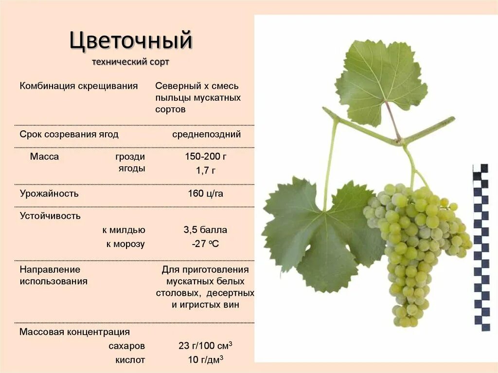 Сорт винограда Альфа. Виноград сорт Альфа характеристика. Монастрель сорт винограда.