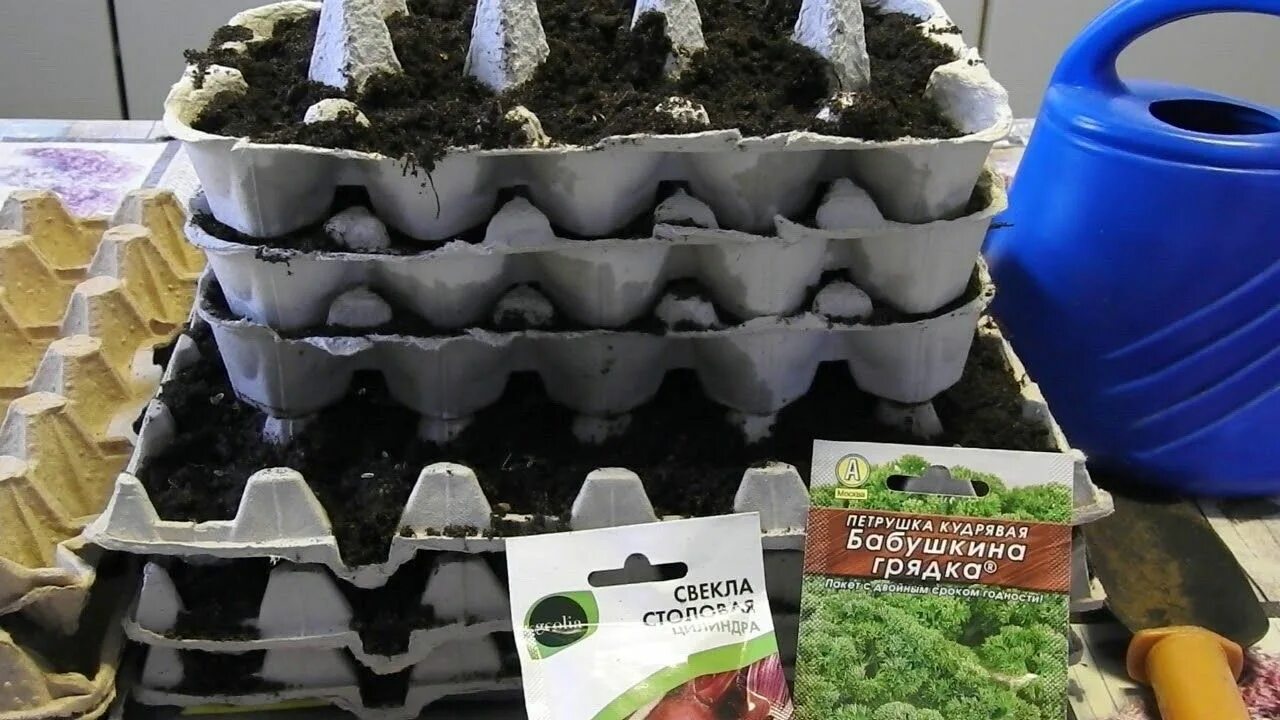 Сажать в ячейки из под яиц. Рассада в кассетах из под яиц. рассада в ячейках из-под яиц. рассада в коробке из под яиц. рассада в яичных ячейках.
