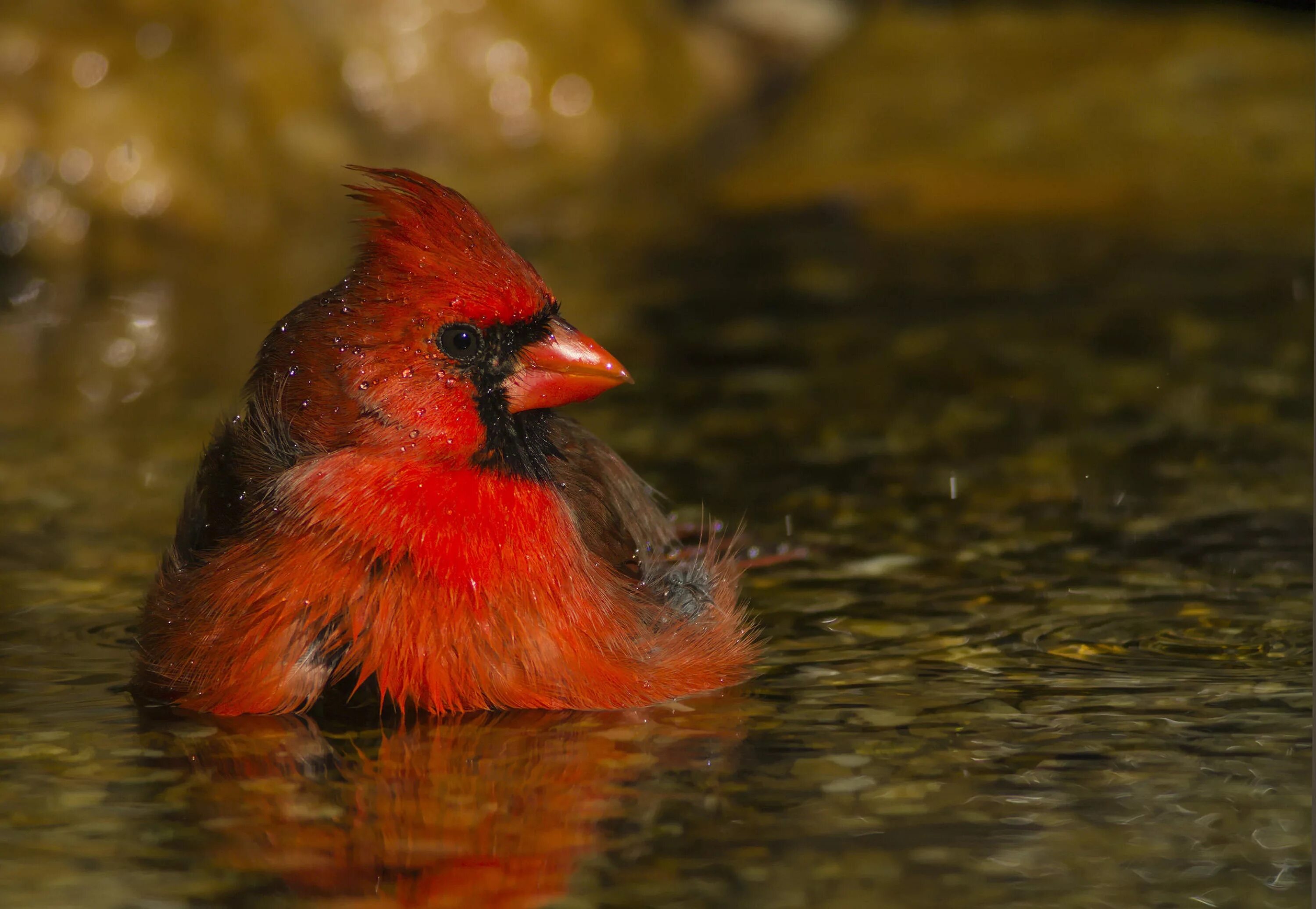 Красный Кардинал птицы Северной Америки. Виргинский красный Кардинал. Красный Кардинал птенец. Попугайный Кардинал.